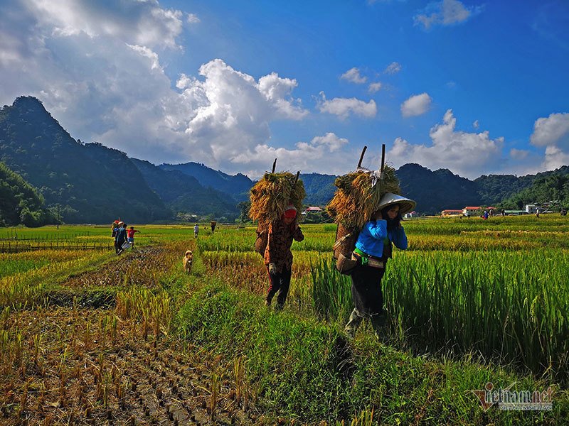 Mùa vàng Tây Bắc, cảnh sắc đẹp nhất thế giới mỗi năm 1 lần chỉ có ở Việt Nam