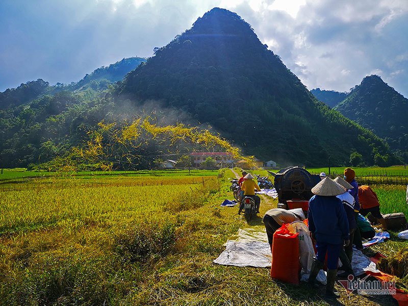 Mùa vàng Tây Bắc, cảnh sắc đẹp nhất thế giới mỗi năm 1 lần chỉ có ở Việt Nam
