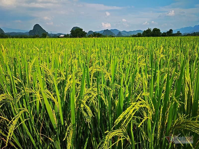 Mùa vàng Tây Bắc, cảnh sắc đẹp nhất thế giới mỗi năm 1 lần chỉ có ở Việt Nam