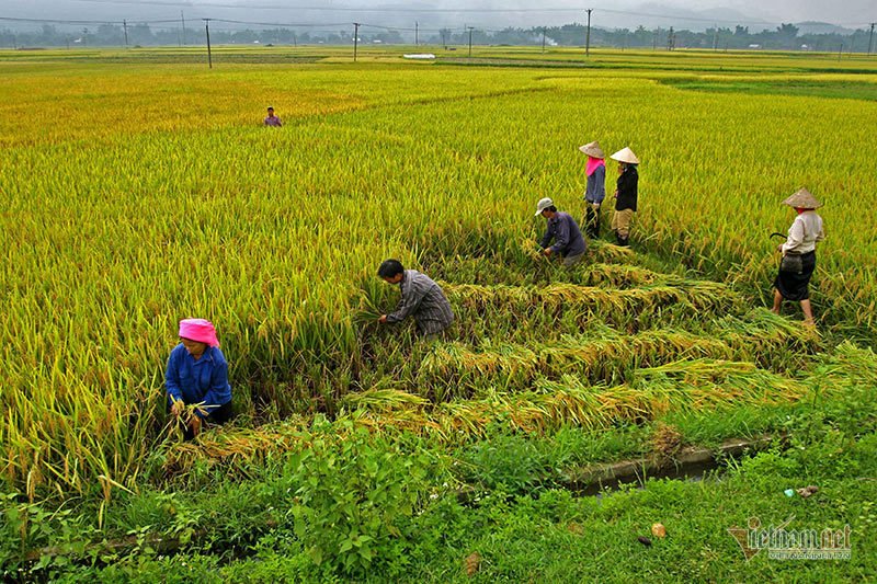Mùa vàng Tây Bắc, cảnh sắc đẹp nhất thế giới mỗi năm 1 lần chỉ có ở Việt Nam