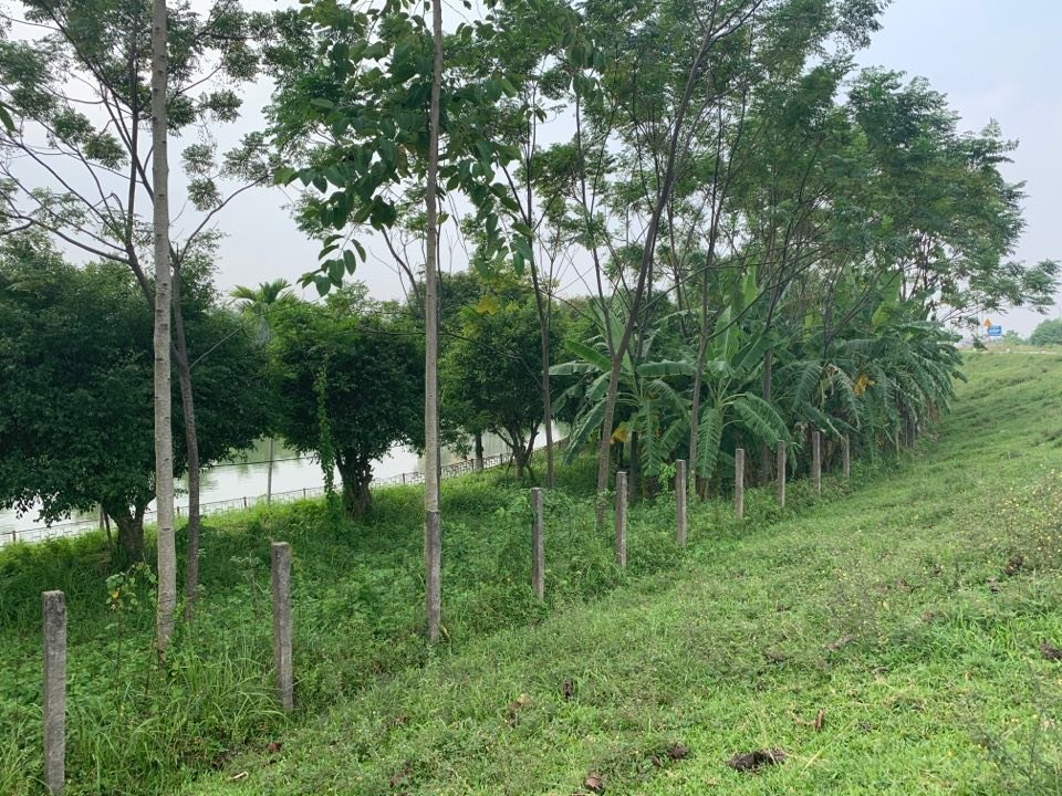 Lãnh đạo xã Cao Dương cũng cho rằng việc ông Đoàn Văn Vinh cắm cọc bê tông, rào dây thép gai cả phần chân đê và trồng cây lâu năm là hành vi lấn chiếm đê điều. Thế nhưng việc này diễn ra từ lâu song vẫn chưa được chính quyền sở tại xử lý. (Ảnh: Nhất Nam).