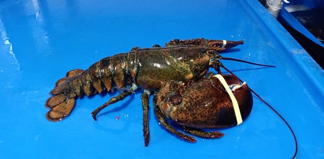 Đổ xô đi mua tôm hùm Alaska 170 nghìn đồng/kg, dân tình 