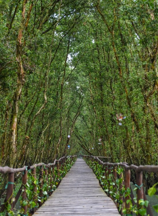 Bên trong rừng tràm Trà Sư mùa nước nổi