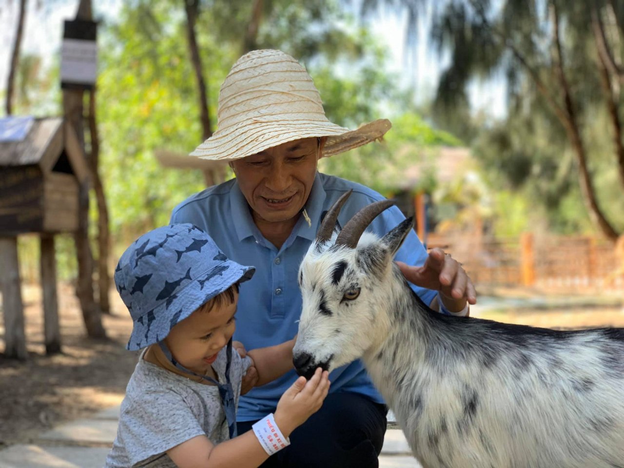kham-pha-flc-zoo-safari-park-vuon-thu-ban-hoang-da-doc-dao-tai-quy-nhon