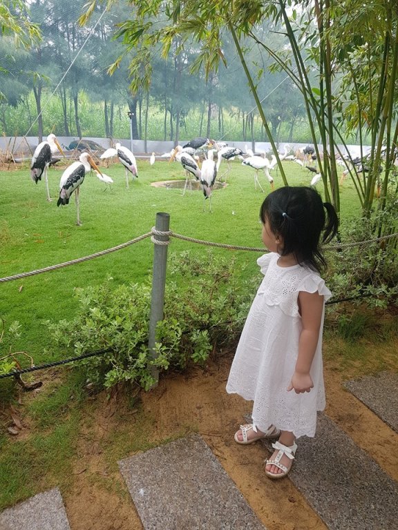 kham-pha-flc-zoo-safari-park-vuon-thu-ban-hoang-da-doc-dao-tai-quy-nhon