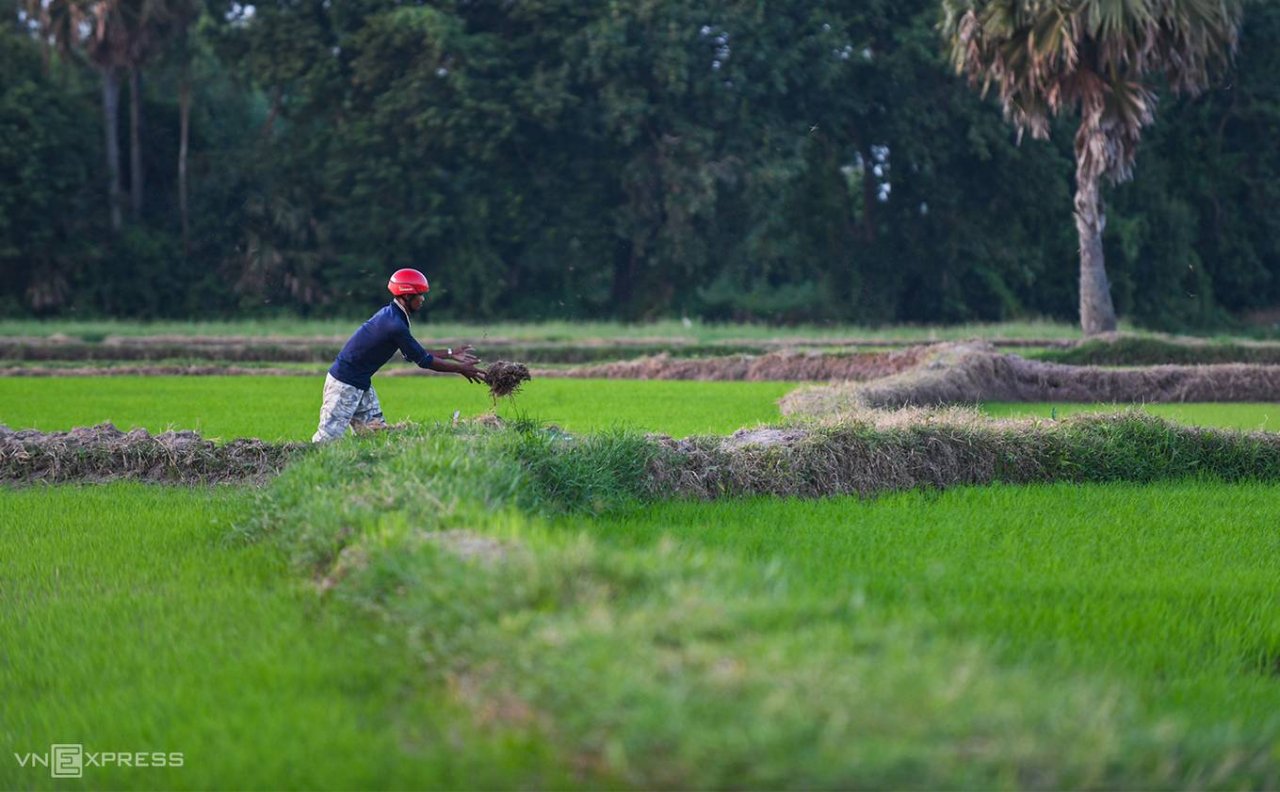 Tà Pạ xanh mướt trong mùa lúa mới