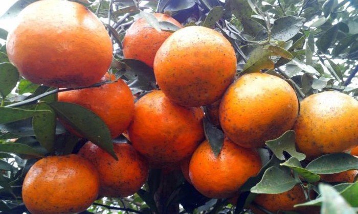 Những món đặc sản dân dã ngon quên lối về của Hà Tĩnh