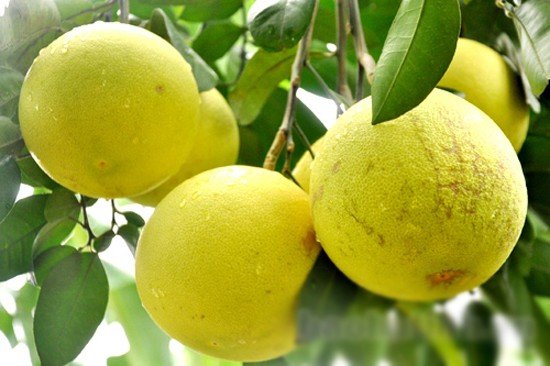 Những món đặc sản dân dã ngon quên lối về của Hà Tĩnh