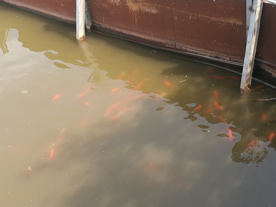 Đàn cá Koi Nhật Bản được thả xuống khu thí điểm vẫn sống tốt. (Ảnh: Dân Việt).