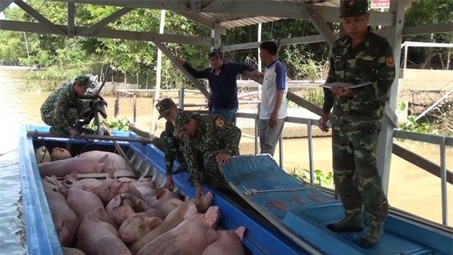 Lực lượng biên phòng phát hiện bắt giữ nhiều vụ buôn lậu lợn từ Campuchia vào Việt Nam. (Ảnh: DN).