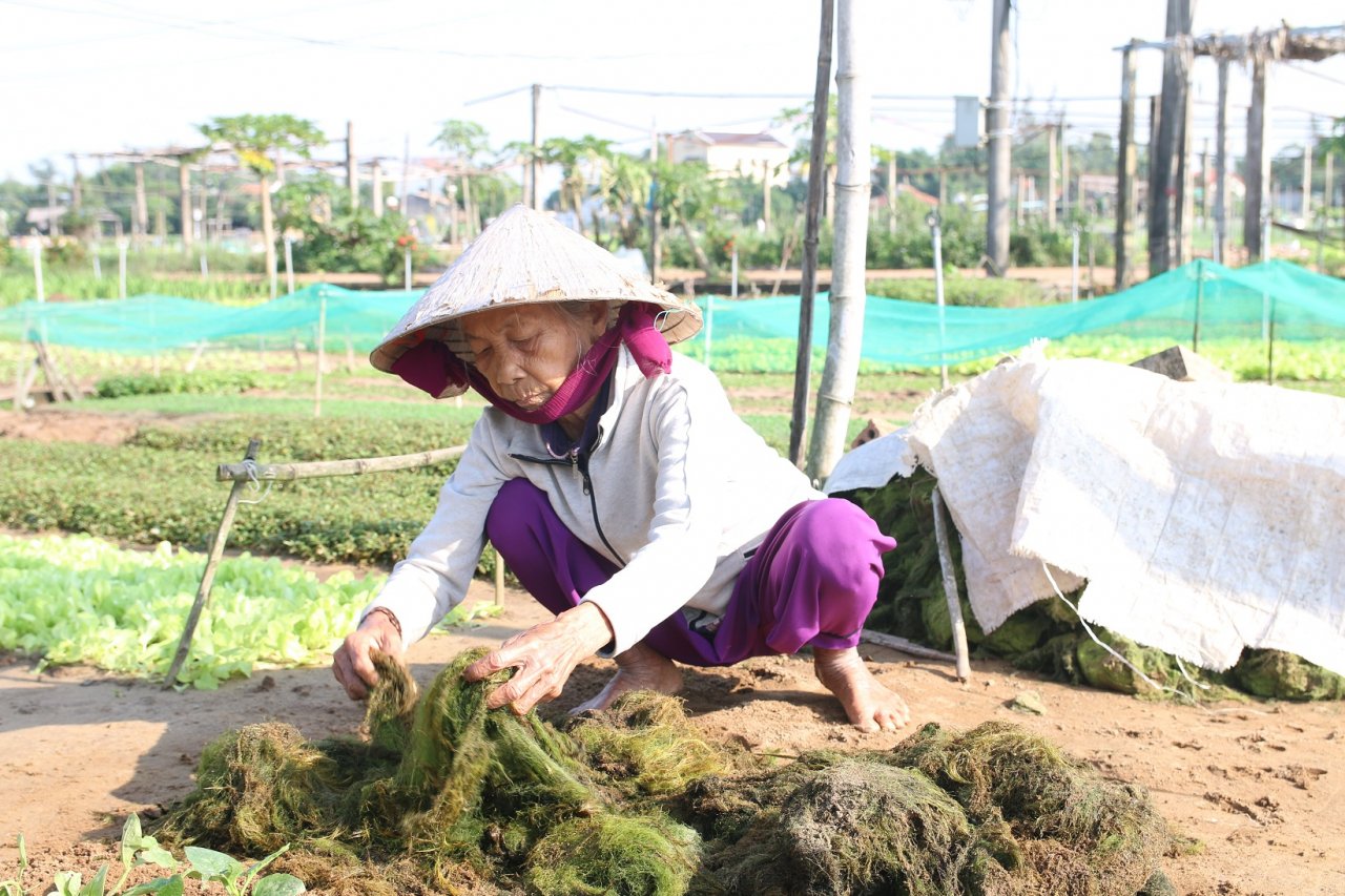 cam-cui-trong-rau-cung-ung-dip-tet-o-ngoi-lang-noi-danh-rau-sach
