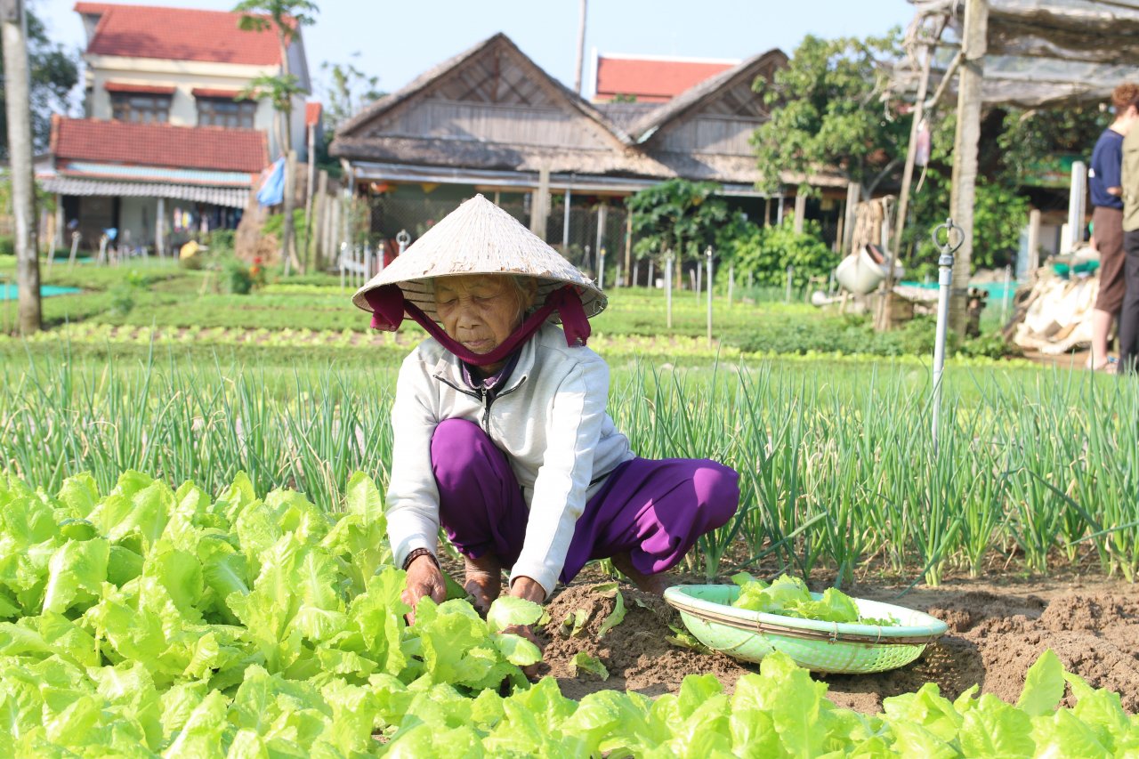 cam-cui-trong-rau-cung-ung-dip-tet-o-ngoi-lang-noi-danh-rau-sach