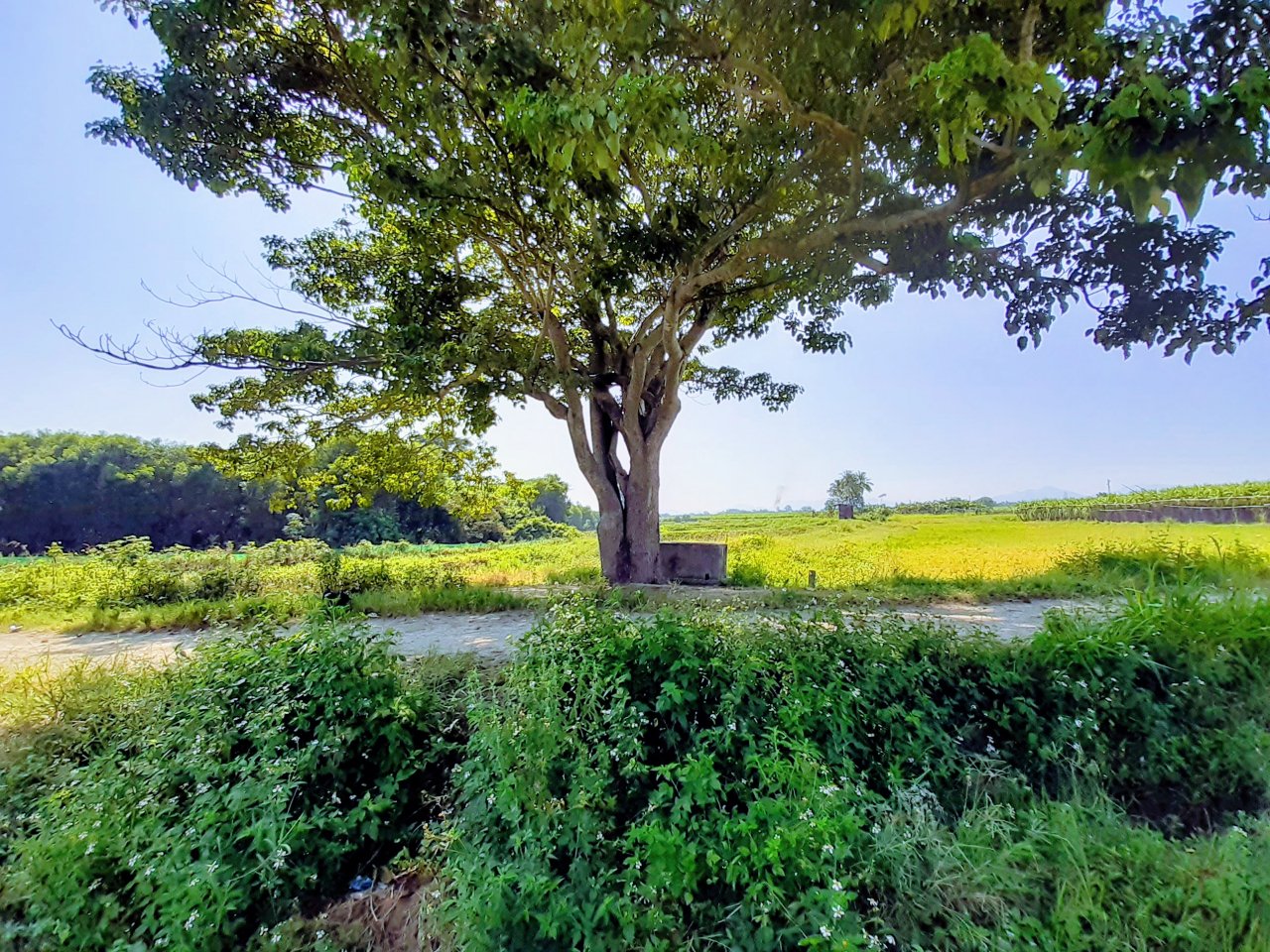 can-canh-cay-co-don-tuyet-dep-o-lang-que-yen-binh-xuat-hien-trong-phim-mat-biec