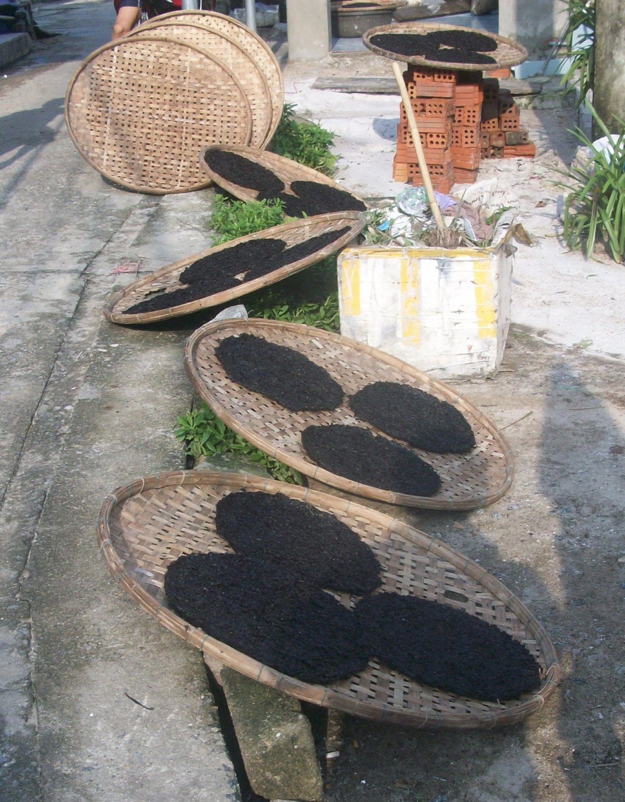 kiem-tien-trieu-moi-ngay-nho-di-vot-rong-bien