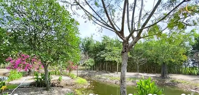sao viet1