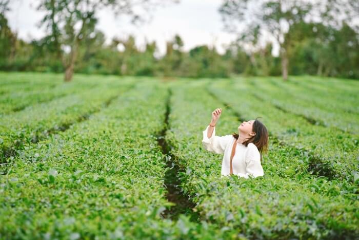 Biển Hồ chè - một góc 'sống ảo' siêu thơ mộng