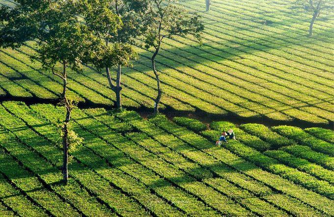 Biển Hồ chè nhìn từ trên cao.