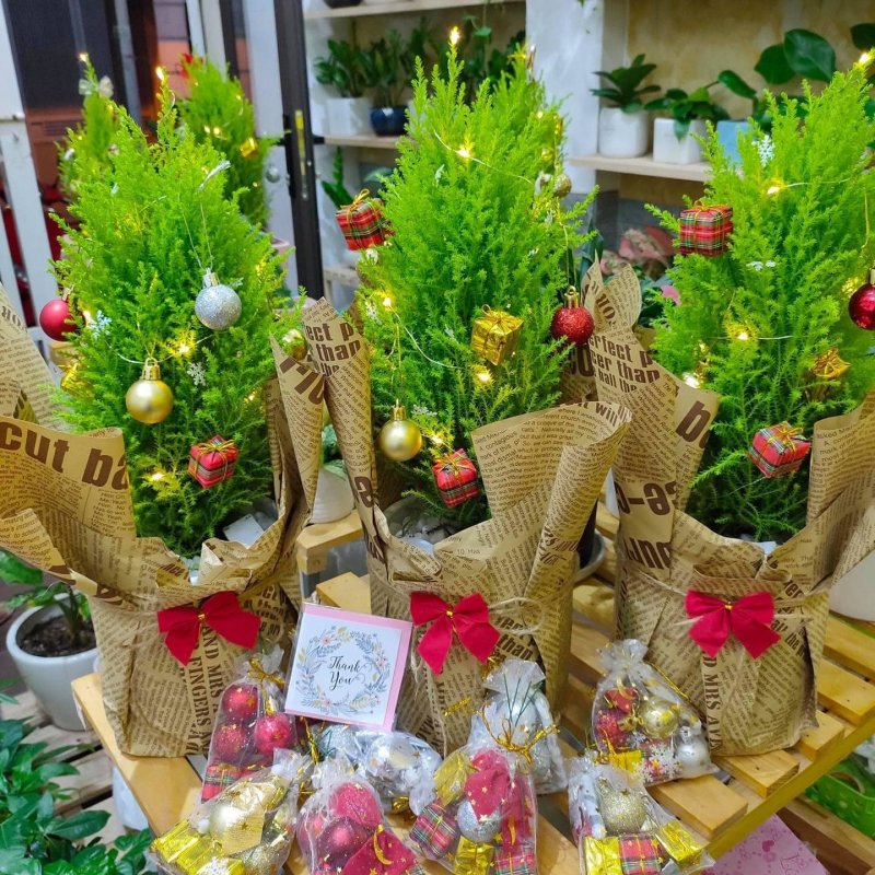 Hoặc mua biếu làm quà Giáng sinh