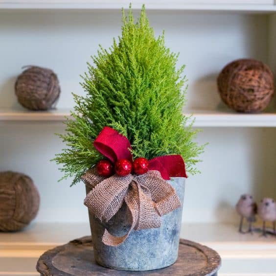 Nhiều người mua tùng thơm về trang trí làm cây thông Noel