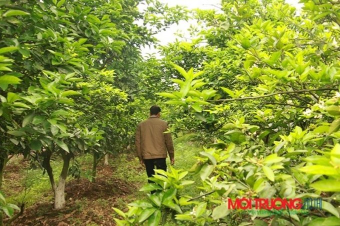 Chủ những mảnh ruộng trồng cây ăn trái ven sông Đuống lo lắng trước việc dự án sân golf được phê duyệt. (Ảnh: MTĐT).