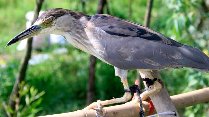 Chú cò bị khâu mắt thành 