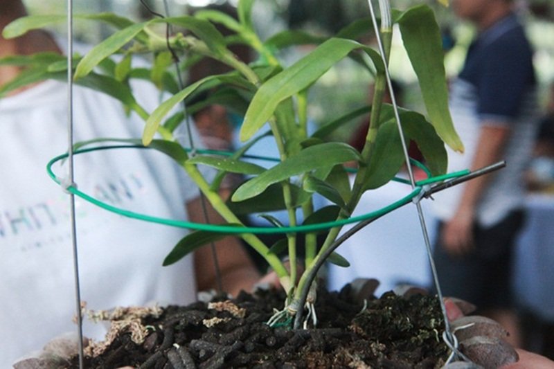 Lan đột biến gene được cho là rất quý hiếm. (Ảnh: Dân Việt).