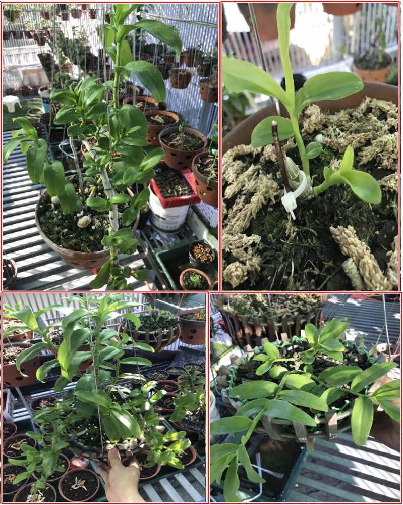 Cận cảnh 4 chậu lan có giá gần 3 tỷ đồng mà cô giáo tiểu học Phú Thọ vừa mua gây xôn xao cộng đồng. (Ảnh: FB).