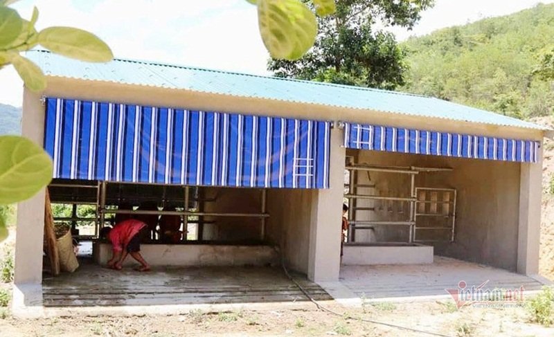 Loại chuồng bò đôi có giá trị 236 triệu đồng. (Ảnh: Vietnamnet).