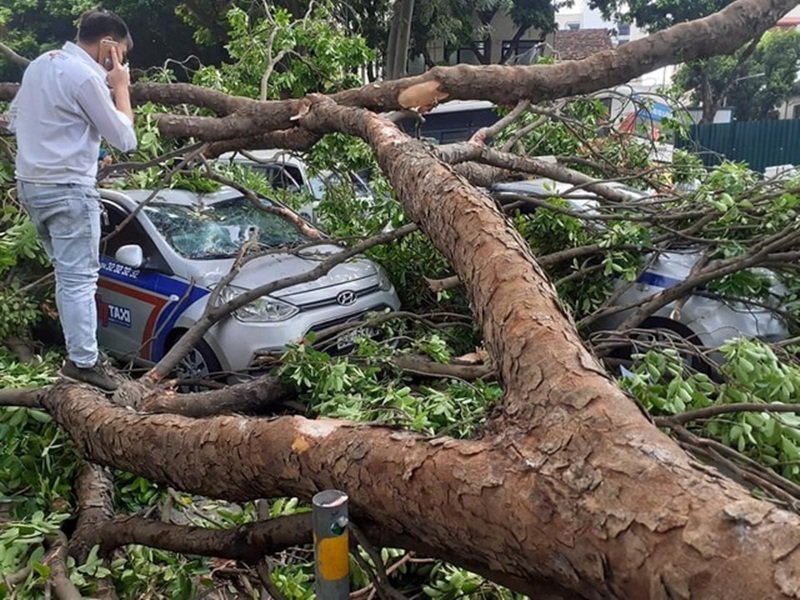Hai chiếc taxi bị cây đè gây hư hỏng nặng.