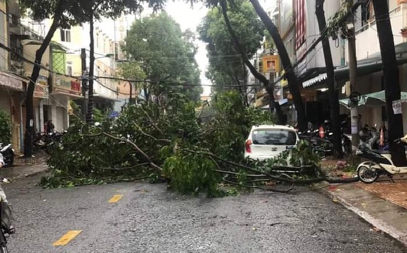 Một cây xanh bị gãy cành đè lên chiếc xe đang đậu trên đường TP Cần Thơ. (Ảnh: Tuổi Trẻ).