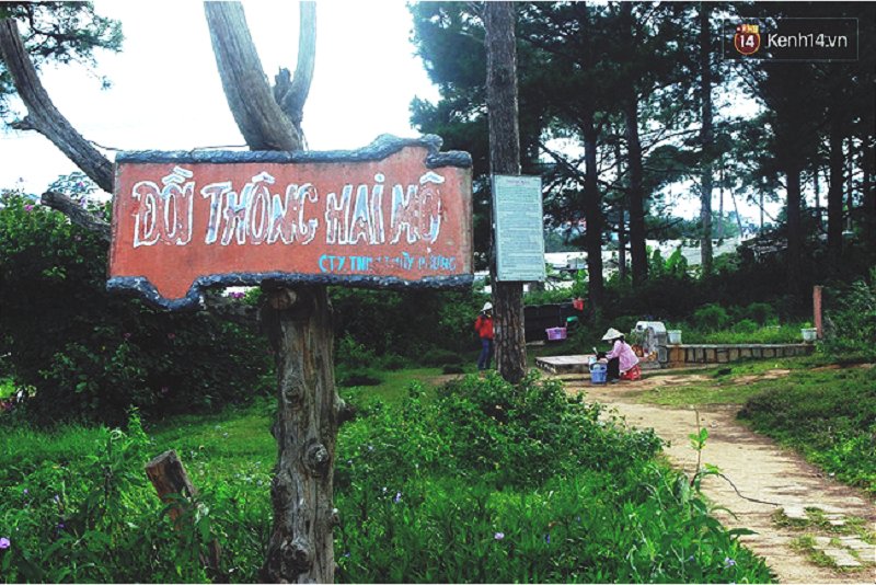 Đồi Thông Hai Mộ. (Ảnh: Kenh14.vn).