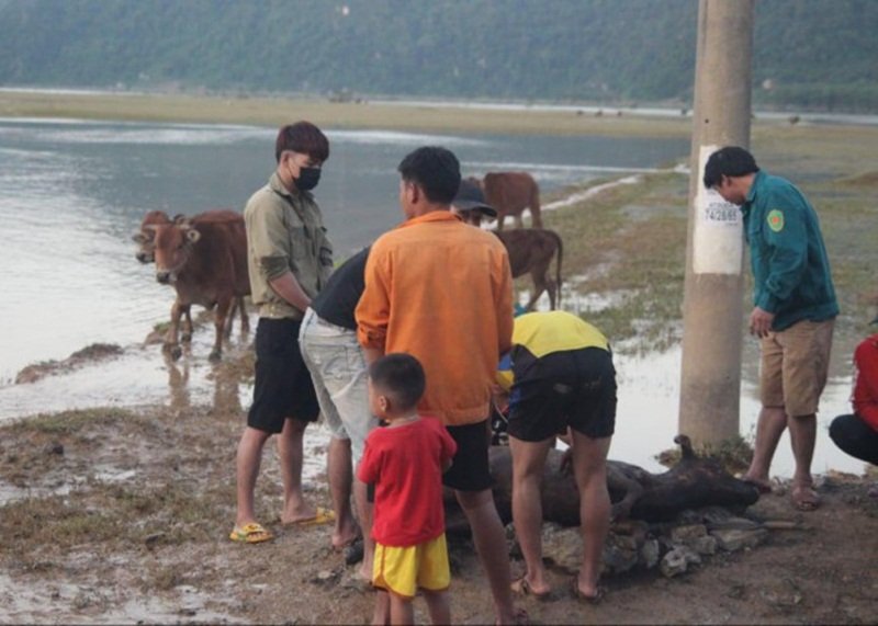 Nhiều vật nuôi chết đuối trong lũ.