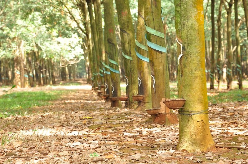 Vườn cao su thường không có thảm thực vật nhiều tầng nên chống sói mòn không bằng rừng tự nhiên.
