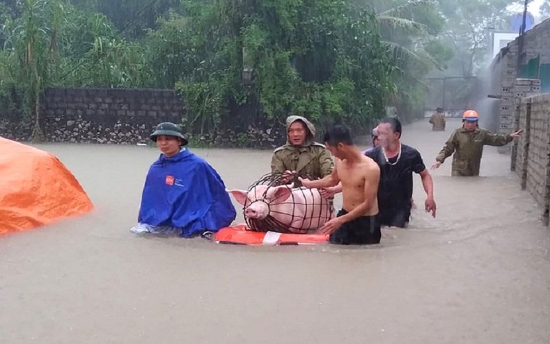 Người dân đưa gia súc đi chạy lũ. (Ảnh: Dân Trí).