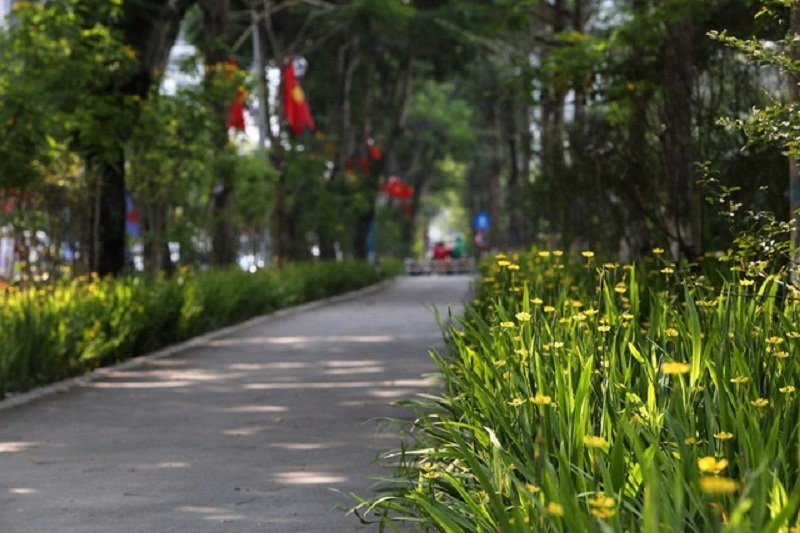 Bên dưới các gốc cây tán rộng là các thảm hoa trang trí trông rất đẹp mắt.