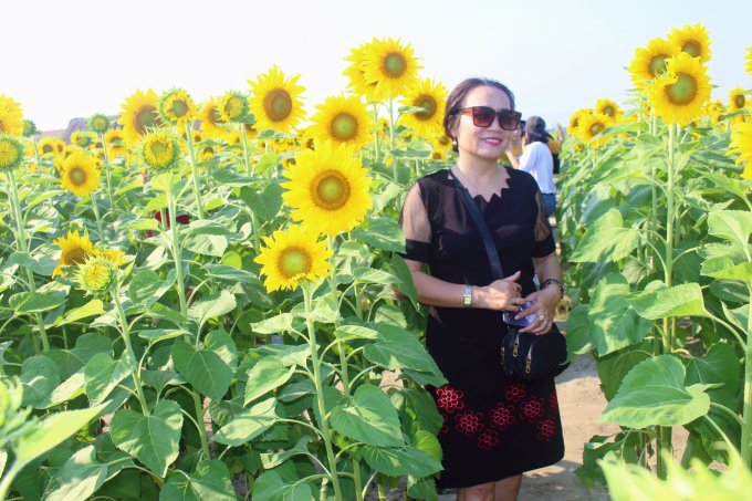 Cánh đồng hoa hướng dương này có khoảng 5 nghìn cây hoa hướng dương nở rộ từ sau dịp Tết.