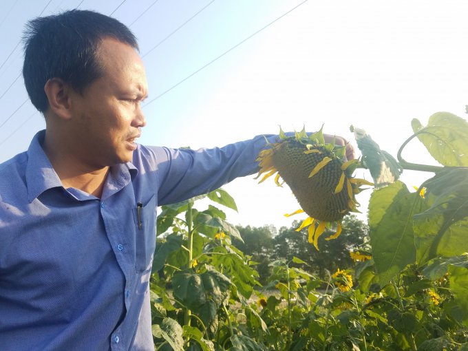 Tiến sĩ Nguyễn Văn Đức đứng ra canh tác, dựng lên những vườn hướng dương này.