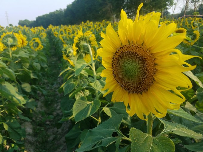 Hạt hướng dương ra đều.