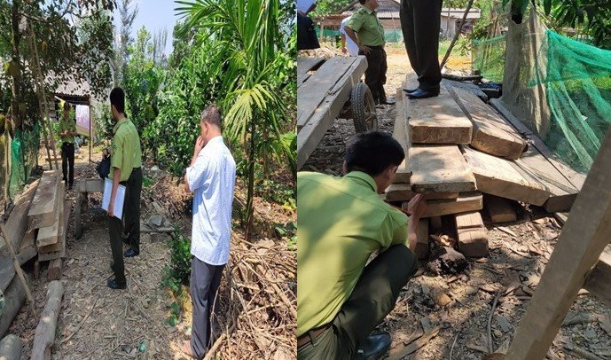 Phát hiện 11 phách gỗ (chủng loại Kiền Kiền, Dổi) với khối lượng 0,826m3.