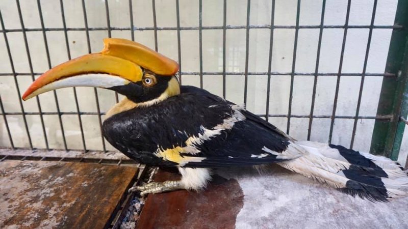 Hồng hoàng Buceros bicornis.