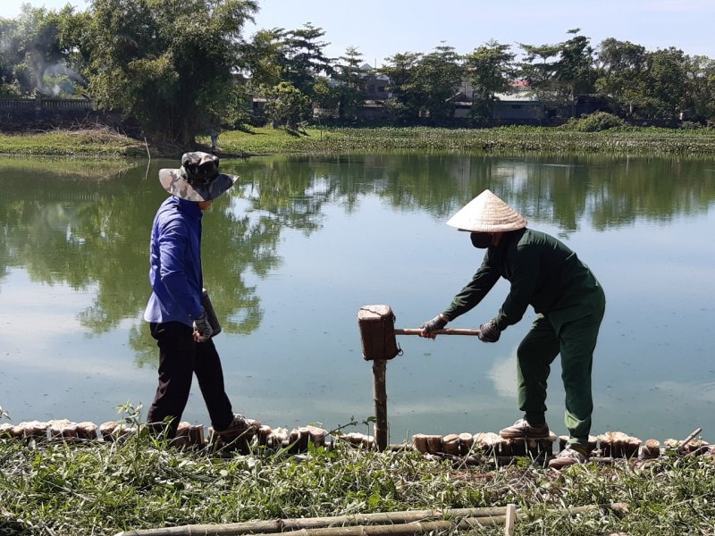 Tiến hành đóng tre. Ảnh: Tuấn Hiệp.