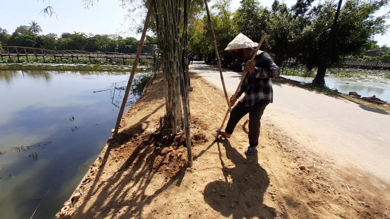 Hàng tre xanh mát được trồng ở bên đường. Ảnh: Tuấn Hiệp