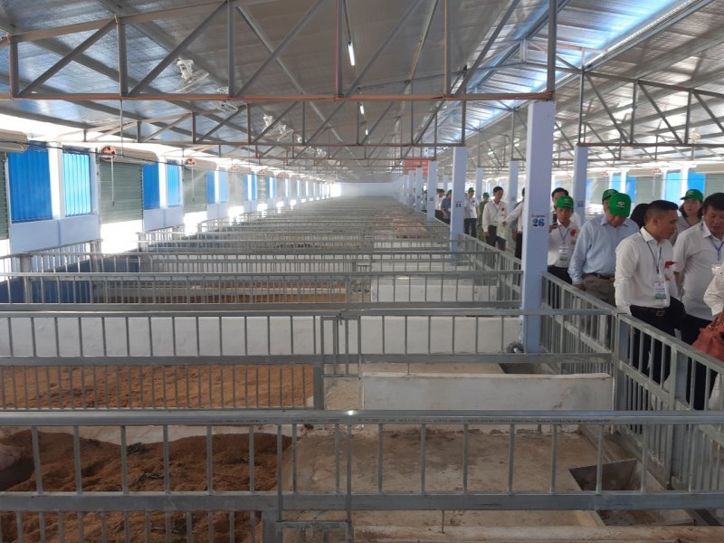 Trang trại chăn nuôi lợn an toàn sinh học, hữu cơ với diện tích 2ha, gồm 3 dãy chuồng nuôi, 3.600m2/dãy chuồng.