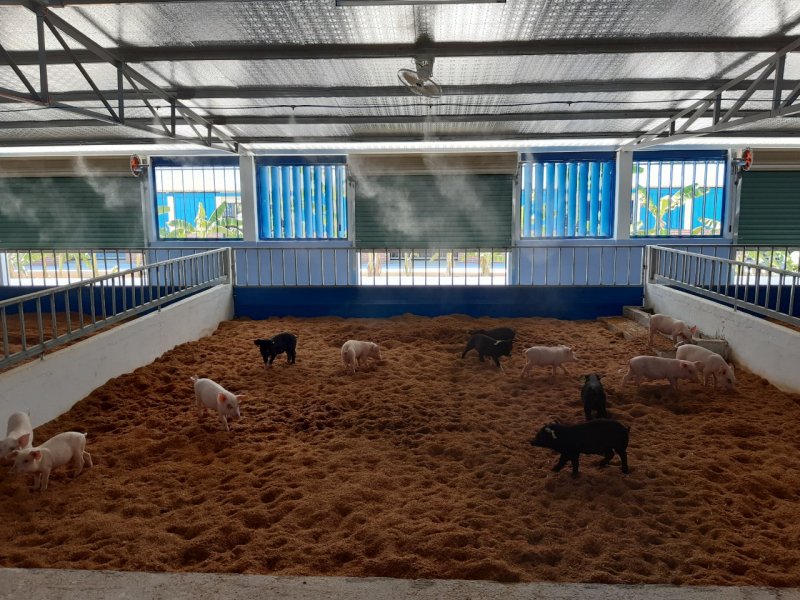 Dự án 