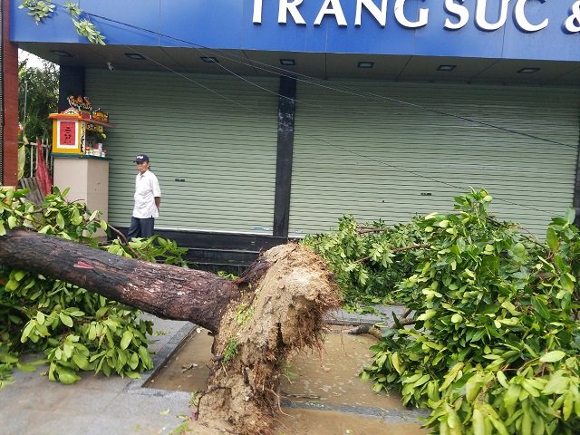 Gió rít liên hồi đã khiến cho nhiều cây cối ở TP Huế cũng như các vùng lân cận bị đổ ngã.