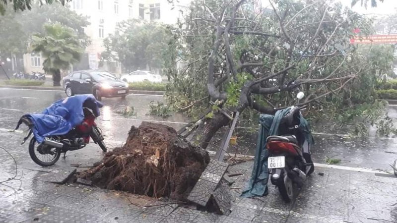 Nhiều cây xanh bị đổ ngã.