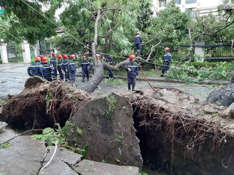 Cây xanh bật cả gốc.