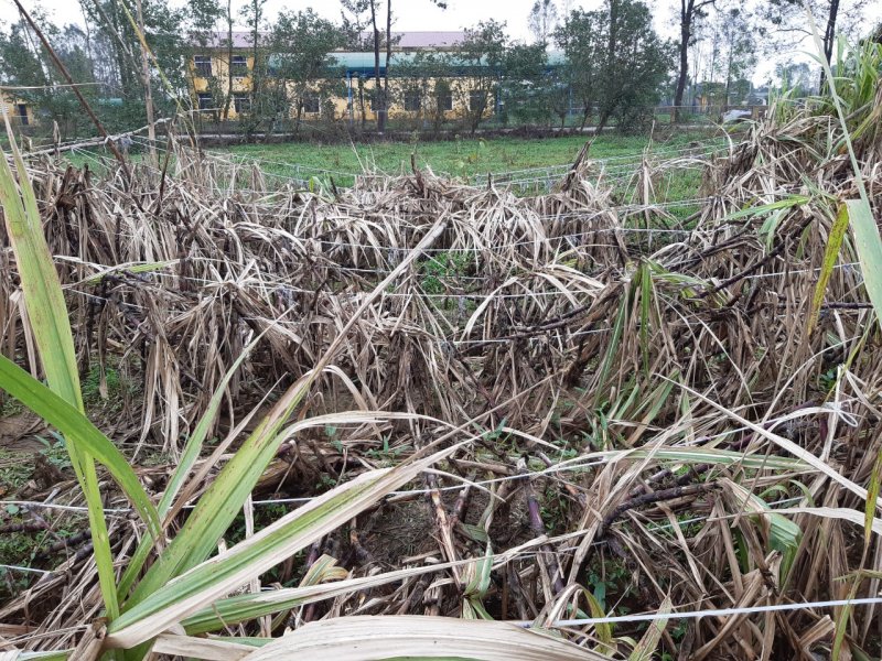 Trao đổi với chúng tôi, ông Phan Thanh Phong, Phó Chủ tịch UBND xã Quảng Phú, cho biết: “Trong vụ mía này, toàn xã gieo trồng 30ha mía. Do mưa bão lũ liên tiếp đã khiến trên 70% trong số đó bị thiệt hại. Bão, lụt ngâm khiến cây mía bị khô và chết từ từ…”. Ảnh: Tuấn Hiệp.