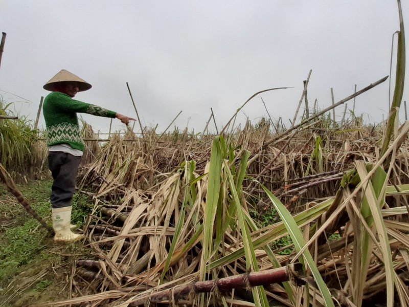 Ông Trần Dũng (56 tuổi, ở thôn Hạ Lang) cho biết: “8 sào mía của nhà tôi bị sập toàn bộ sau cơn bão số 5. Chúng tôi phải ra đồng dựng cây mía lên, sau đó thì cây mía được sống lại”. Ảnh: Tuấn Hiệp.