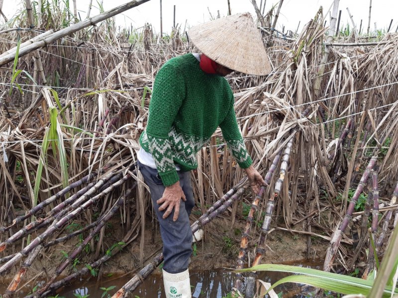 Theo ông Dũng, nhà ông có 4 sào mía bị mất trắng, 2 sào có khoảng 50% bị chuột gặm, 2 sào hy vọng mong manh. Tổng thiệt hại khoảng 100 triệu đồng. Ảnh: Tuấn Hiệp.